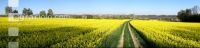 Raps Panorama 6