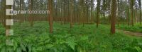 Regen im Wald