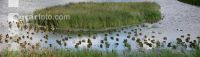 Stockenten Panorama 2