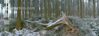 Wald Rauhreif 8