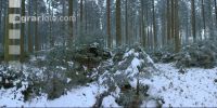 Wald Rauhreif 9