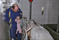 Ferkel Betreuung 1