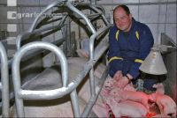 Ferkel Betreuung 6