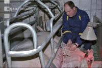 Ferkel Betreuung 8