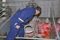 Ferkel Betreuung 3