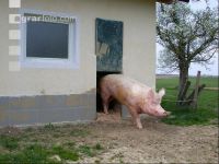 Eber  Auslauf 2