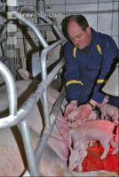 Ferkel Betreuung 5