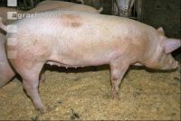 Edelschwein Gruppe 1