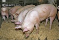 Edelschwein Gruppe 2