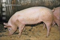 Edelschwein Gruppe 3