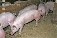 Edelschwein Gruppe 4