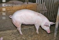 Edelschwein Gruppe 5