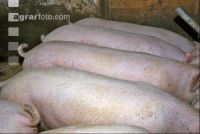 Edelschwein Gruppe 6