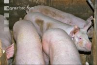 Edelschwein Gruppe 9