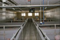 Edelschwein Stall 1