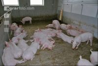 Edelschwein Stall 3