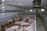 Edelschwein Stall 4
