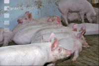 Edelschwein Stall 5