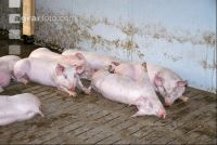 Edelschwein Stall 6