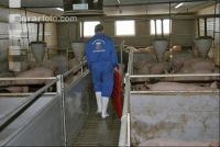 Sauen sortieren 7