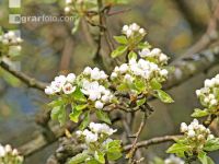 Birne Blüte 16