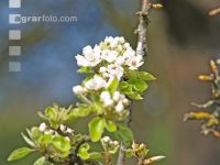 Birne Blüte 15