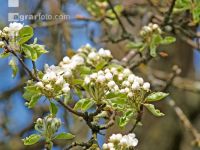 Birne Blüte 14