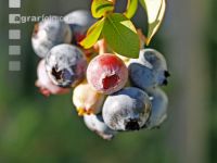 Kulturheidelbeeren 3