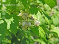 Himbeere Blüte 3