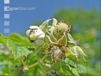 Himbeere Blüte 2