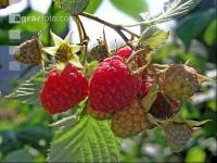 Himbeeren 5