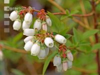 Heidelbeere Blüte 2
