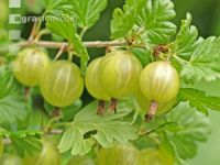 Stachelbeere 3