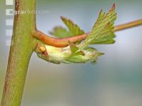 Brombeere Trieb 
