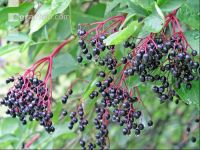 Holunderbeeren 1