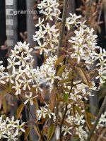 Felsenbirne Blüte 2