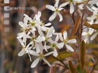 Felsenbirne Blüte 3