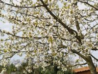 Kirsche Blüte 6