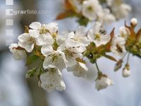 Kirsche Blüte 7