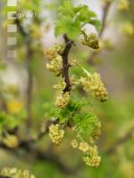 Ribisel Blüte 4