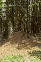 Ameisenhaufen 5