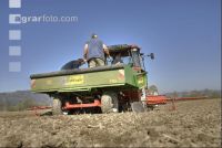 Kartoffel Saat 83