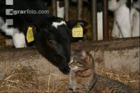 Kalb Katze J 2
