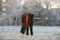 Pony im Frost J 1