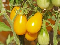 Cocktailtomate gelb 1