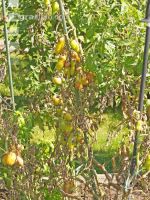 Tomaten Krautfäule 4