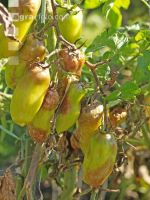 Tomaten Krautfäule 1