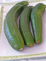 Zucchini 8