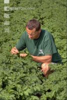 Potato farmer 1