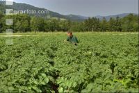 Potato farmer 3